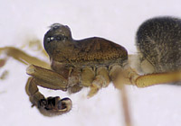 Abacoproeces_saltuum