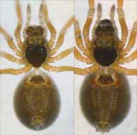 Abacoproeces_saltuum