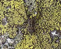 Acantholycosa norvegica sudetica