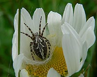 anklicken zum vergrössern (click to enlarge)