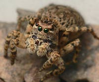 Aelurillus v-insignitus