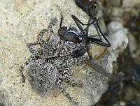 Aelurillus v-insignitus
