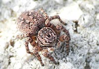 Aelurillus v-insignitus