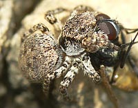 Aelurillus v-insignitus