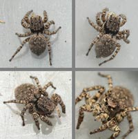 Aelurillus v-insignitus