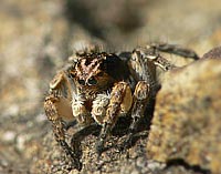 Aelurillus v-insignitus