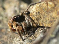 Aelurillus v-insignitus