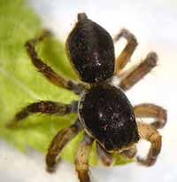 Aelurillus v-insignitus