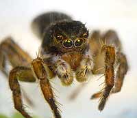 Aelurillus v-insignitus