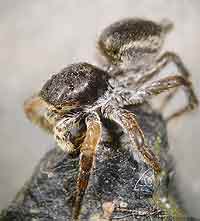Aelurillus v-insignitus