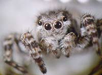 Aelurillus v-insignitus
