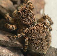 Aelurillus v-insignitus