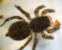 Aelurillus v-insignitus