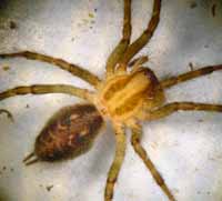Agelena labyrinthica