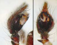 Agelena labyrinthica