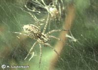 Agelena labyrinthica