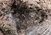 Agelena labyrinthica