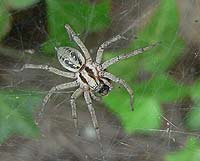 Agelena labyrinthica