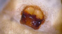 Agelena labyrinthica