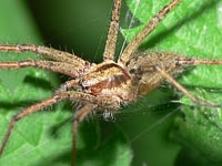 Agelena labyrinthica