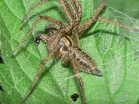 Agelena labyrinthica