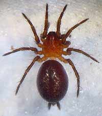 Agelena labyrinthica