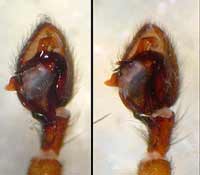 Agroeca brunnea