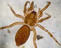 Agroeca brunnea