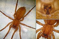 Agroeca brunnea