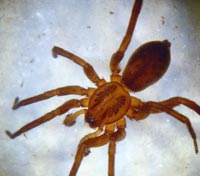 Agroeca brunnea