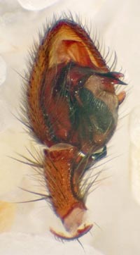 Agroeca brunnea