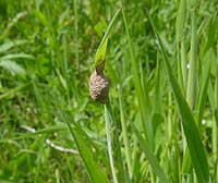 Agroeca brunnea