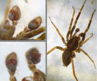 Agroeca cuprea