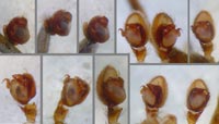 Agroeca cuprea