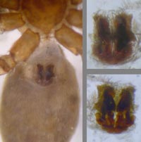 Agroeca cuprea