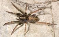 Agroeca cuprea