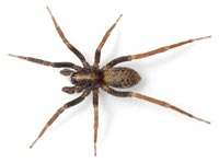 Agroeca cuprea