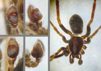 Agroeca cuprea