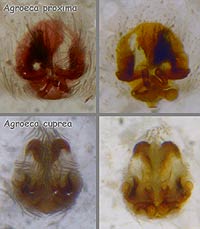 Agroeca proxima Agroeca curpea