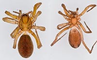 Agroeca proxima