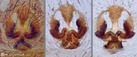 Agroeca proxima