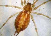 Agelena gracilens