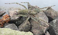 Agelena gracilens