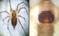 Agelena gracilens