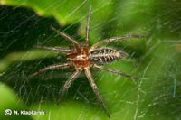 Agelena gracilens