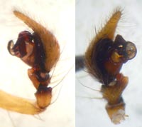Agelena gracilens