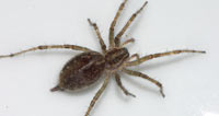 Allagelena gracilens