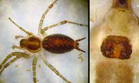 Agelena gracilens