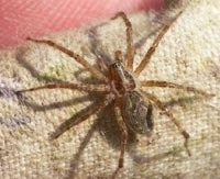 Allagelena gracilens