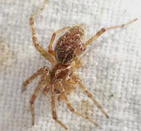 Allagelena gracilens